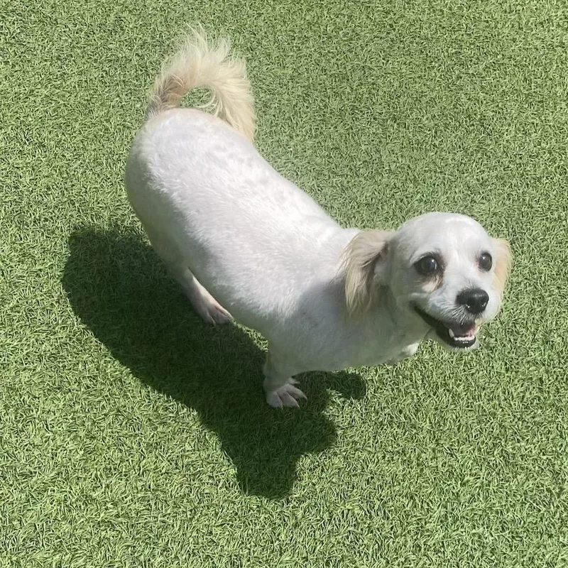 An adult small-sized female White / Cream Shih Tzu dog named Maisie Moo for adoption in LOXAHATCHEE, FL