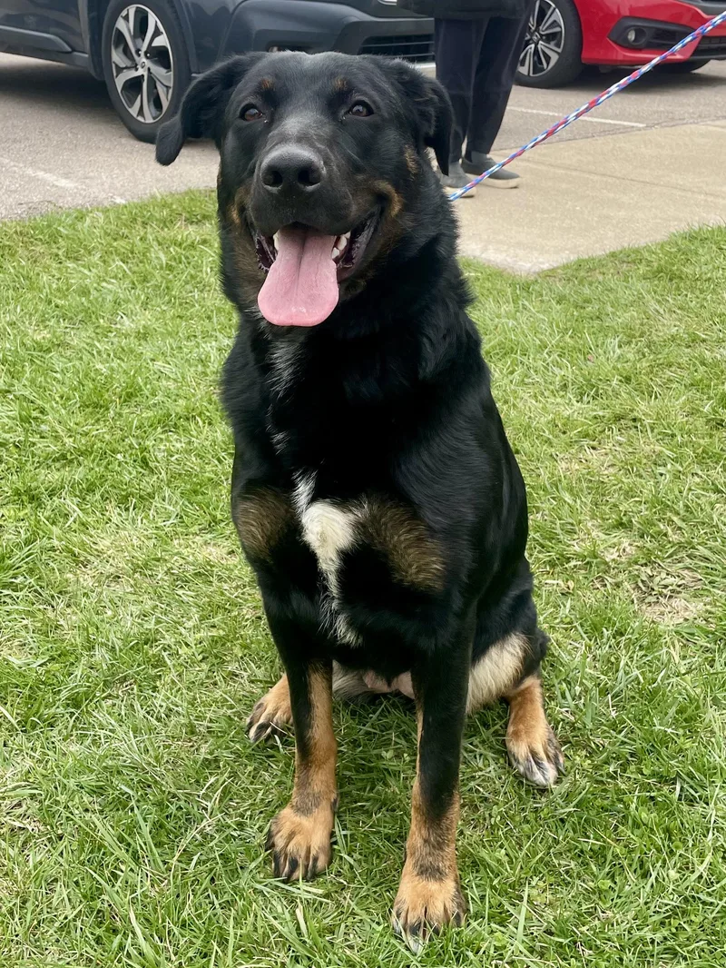 An adult large-sized female Black Beauceron dog named Mystic for adoption in Washington Court House, OH