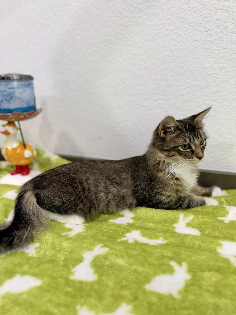 A baby medium-sized female Domestic Long Hair cat named Typhoon for adoption in Las Vegas, NV