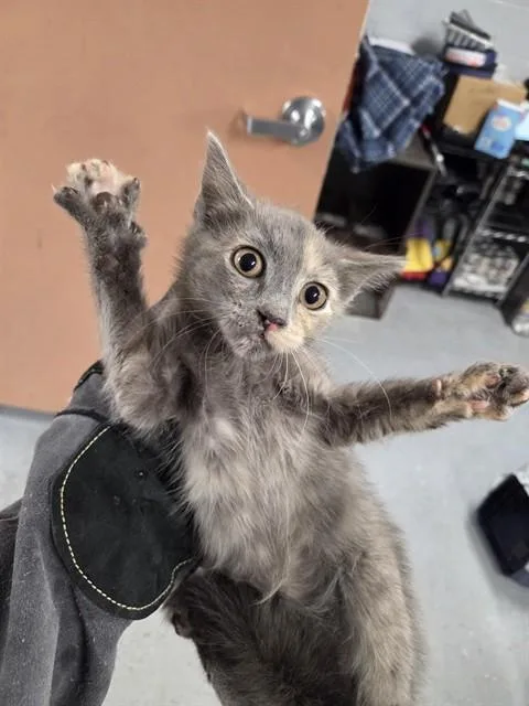 A baby small-sized male Domestic Short Hair cat named Sargento for adoption in Casper, WY