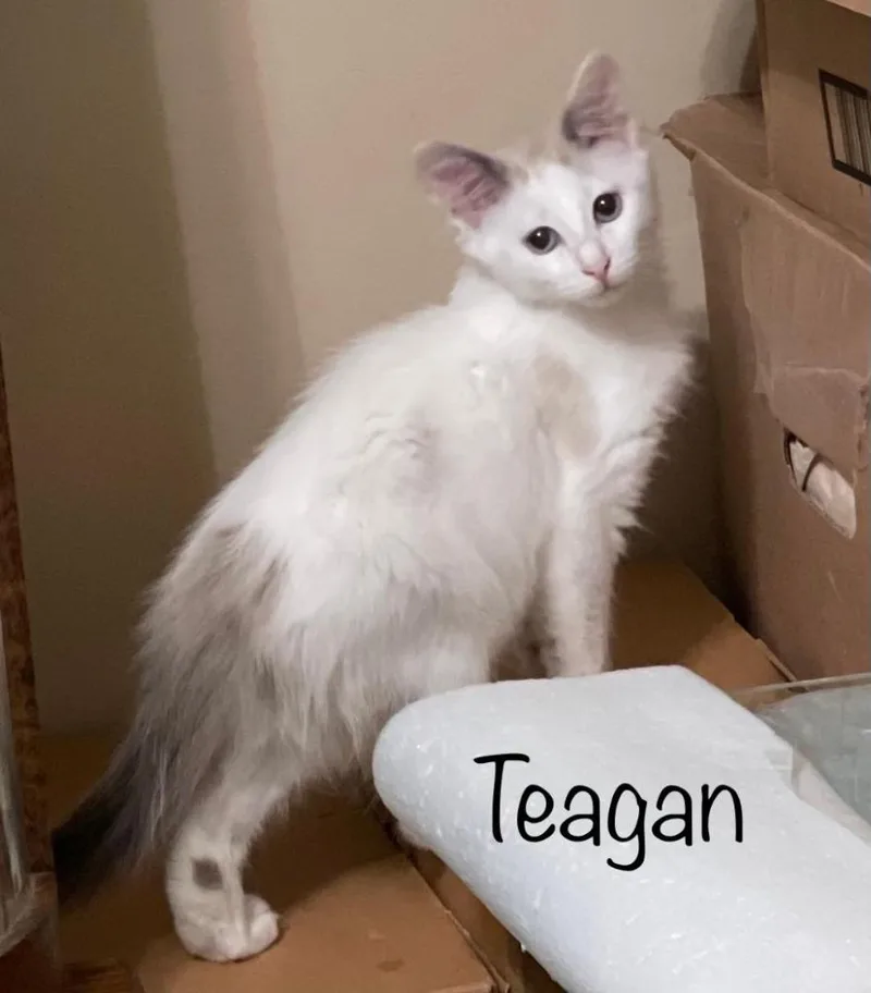 Teagan thumbnail 3