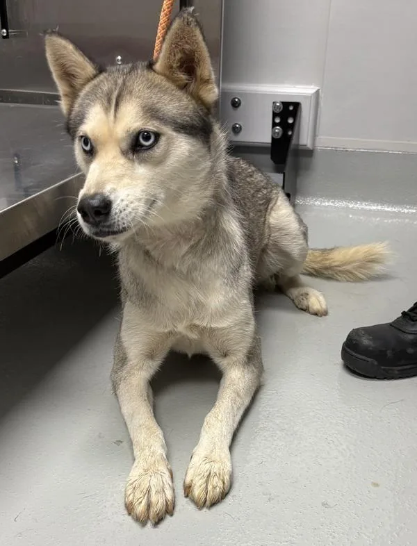 An adult medium-sized female Siberian Husky dog named Icc Lala for adoption in Lawrenceville, GA