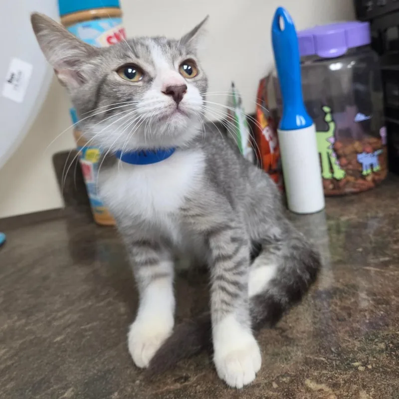 Benny