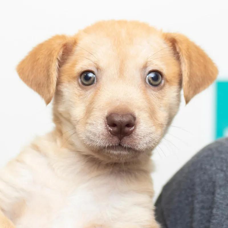 A baby small-sized female Yellow / Tan / Blond / Fawn Mixed Breed dog named Squeaker for adoption in Middletown, RI