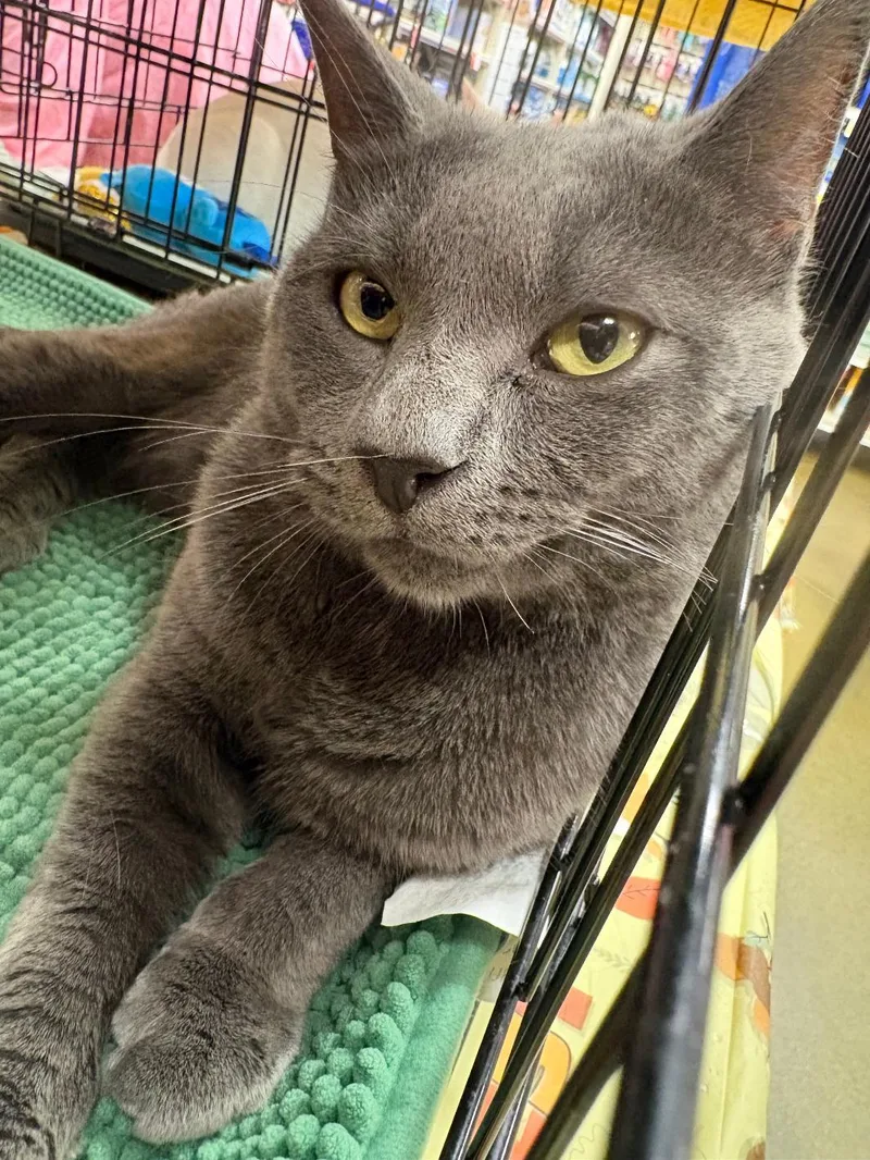 A young medium-sized male Russian Blue cat named Theo for adoption in Yardley, PA