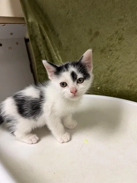A baby small-sized male Domestic Short Hair cat named Peter for adoption in Riverside, CA