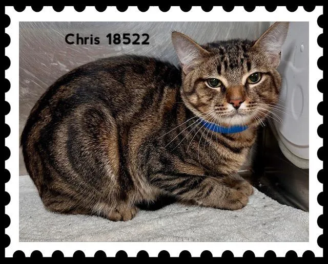 A baby medium-sized male Tabby (Brown / Chocolate) Domestic Short Hair cat named Chris for adoption in Marietta, GA