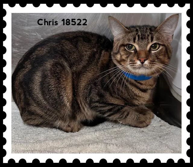Chris thumbnail 2