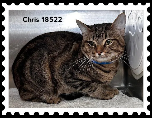 Chris thumbnail 3