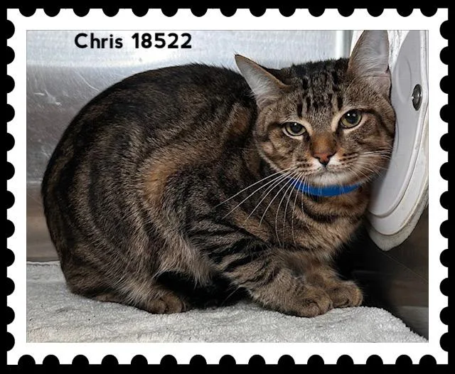 Chris thumbnail 4