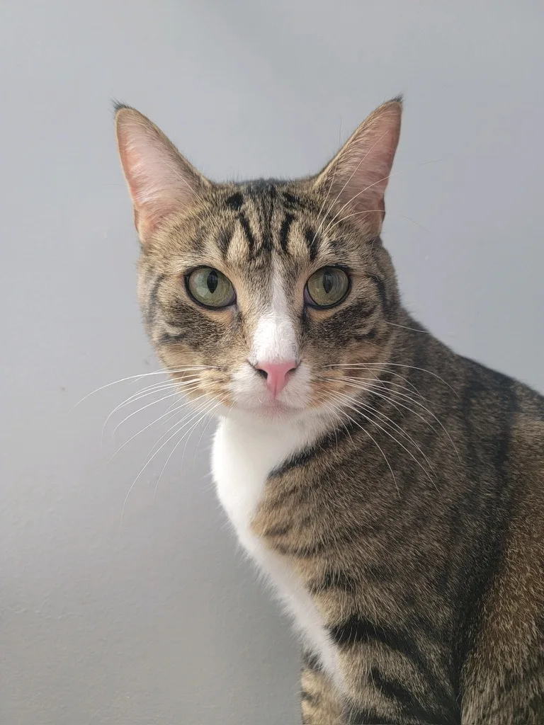 An adult large-sized male Tabby (Buff / Tan / Fawn) Domestic Short Hair cat named Mark for adoption in KENTON, DE