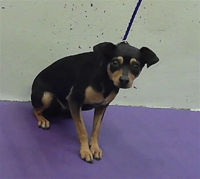 A young small-sized female Chihuahua dog named Lili for adoption in Houston, TX
