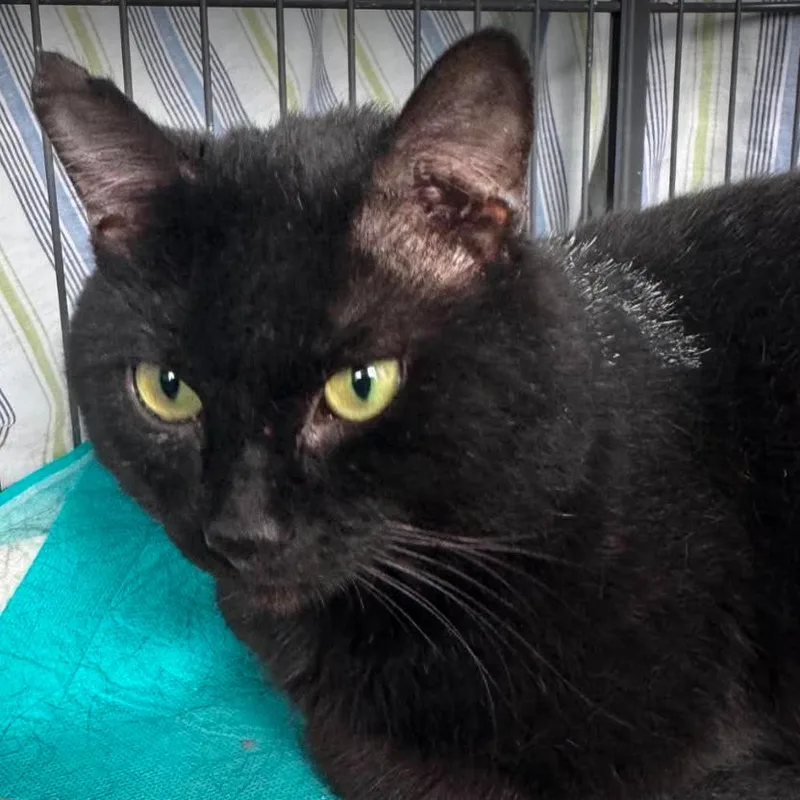 An adult medium-sized male Black Domestic Short Hair cat named General for adoption in Gordonsville, TN