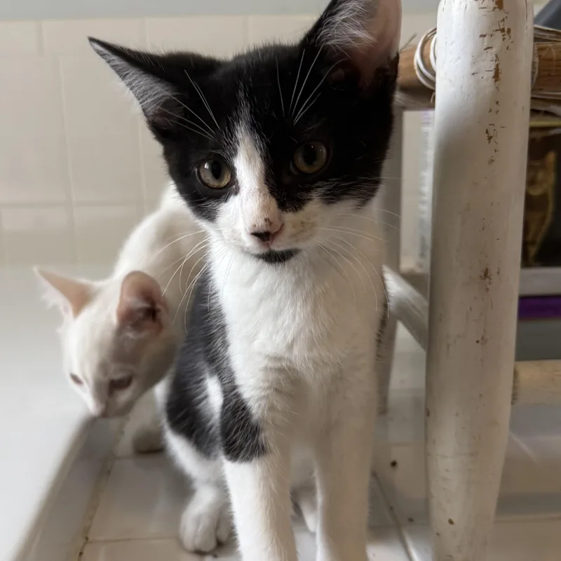 A baby medium-sized male Black & White / Tuxedo Domestic Short Hair cat named Ramano for adoption in Pittsboro, NC