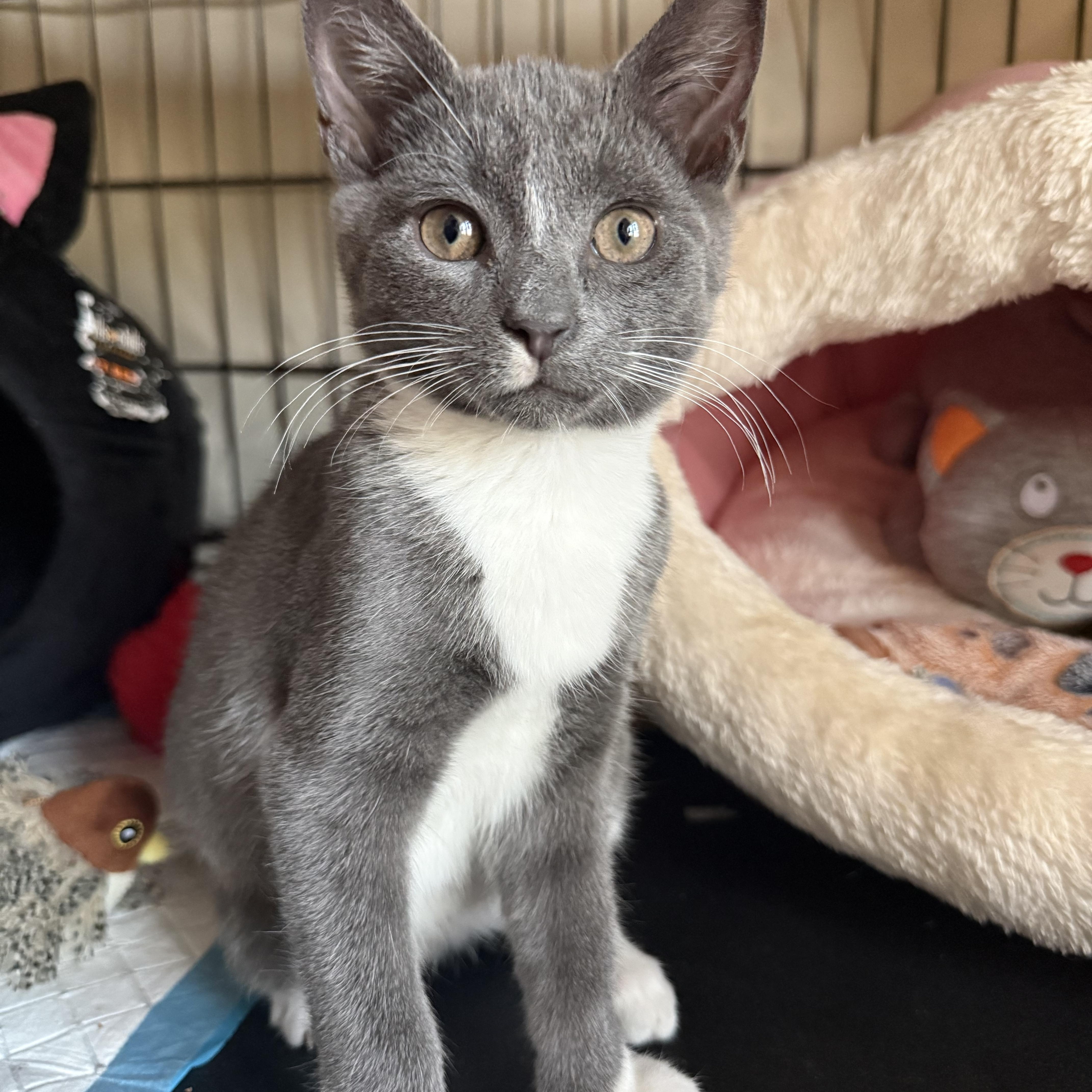 A baby small-sized male Gray & White Domestic Short Hair cat named Jitsu & Rolex for adoption in Brooklyn, NY