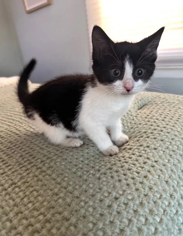 A young medium-sized female Black Domestic Short Hair cat named Iris for adoption in North Babylon, NY