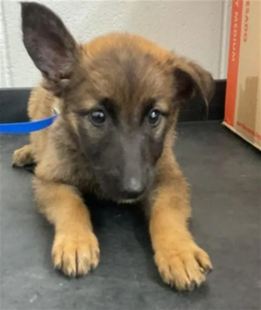 A baby small-sized female German Shepherd Dog dog named Phoebe Rain for adoption in San Bernardino, CA