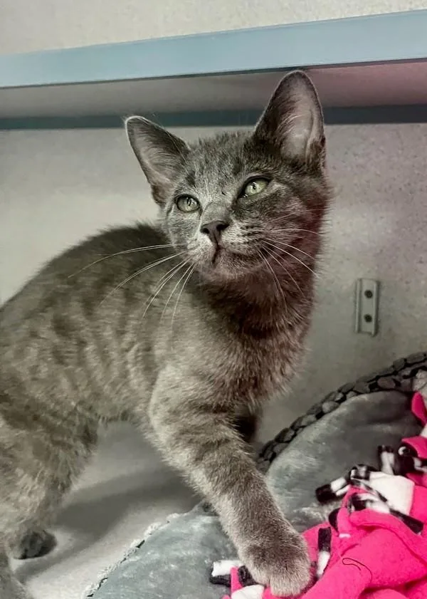 A baby small-sized male Domestic Short Hair cat named Dragonfly for adoption in Skillman, NJ
