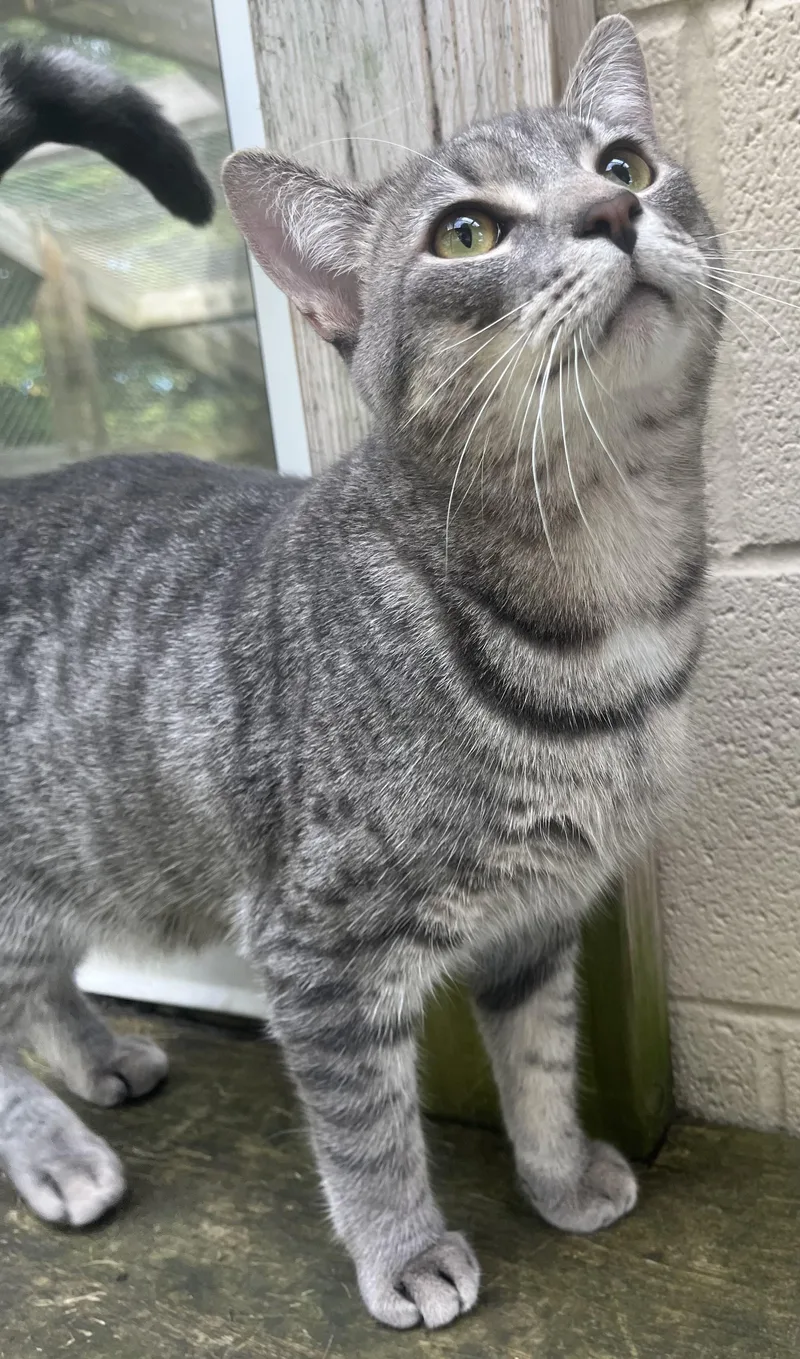 A young large-sized male Gray & White Domestic Short Hair cat named Buddy for adoption in Boyne City, MI