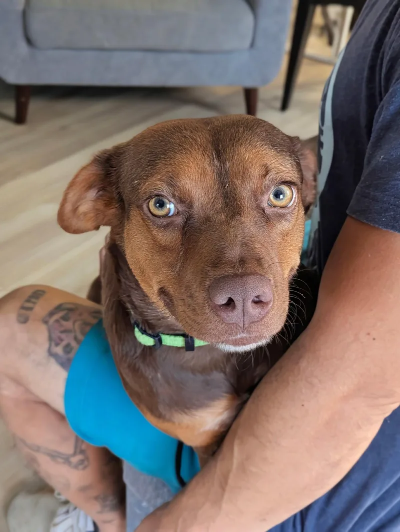 A young small-sized female Chihuahua dog named Choco for adoption in Mount Laurel, NJ