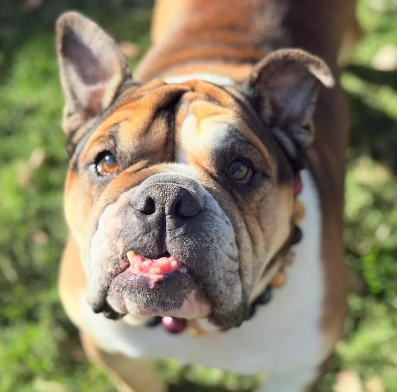 An adult medium-sized female Brown / Chocolate English Bulldog dog named Espi for adoption in San Rafael, CA