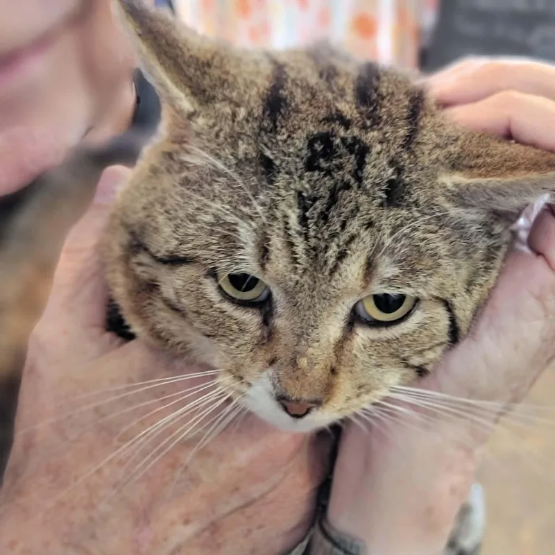 Clifford’s Daddy thumbnail 2