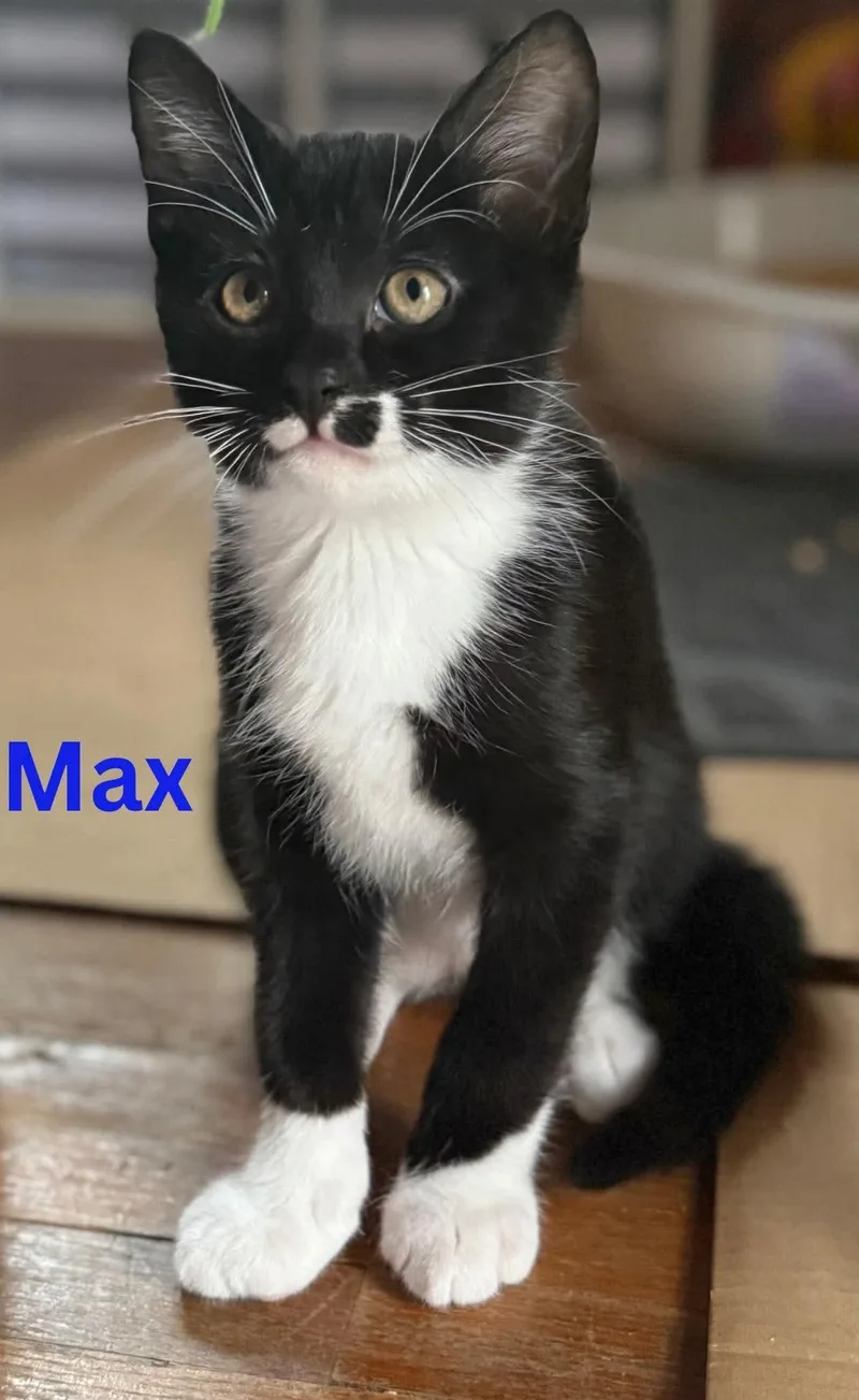 A baby medium-sized male Black & White / Tuxedo Domestic Short Hair cat named Max for adoption in Blaine, MN