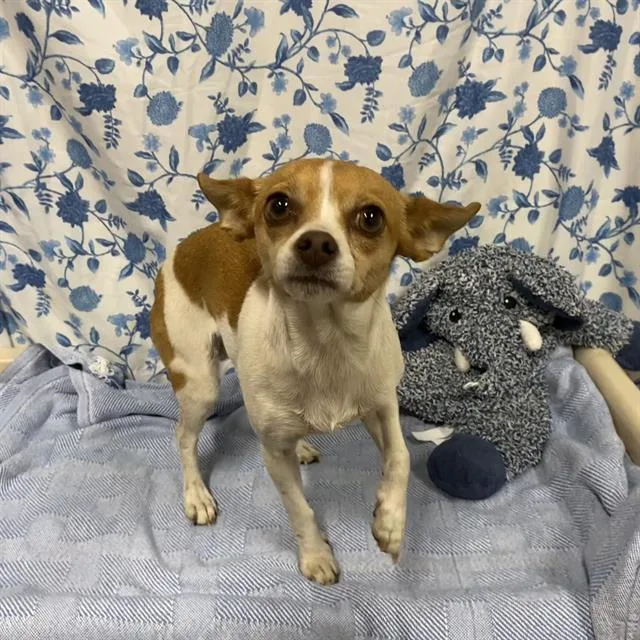 An adult medium-sized female Chihuahua dog named Mogwai for adoption in Modesto, CA