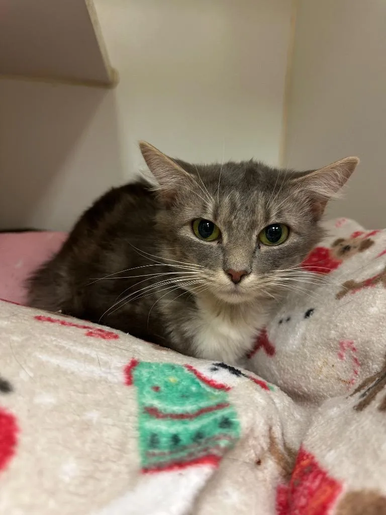 A young medium-sized female Domestic Short Hair cat named Stormy for adoption in Johnson City, TN