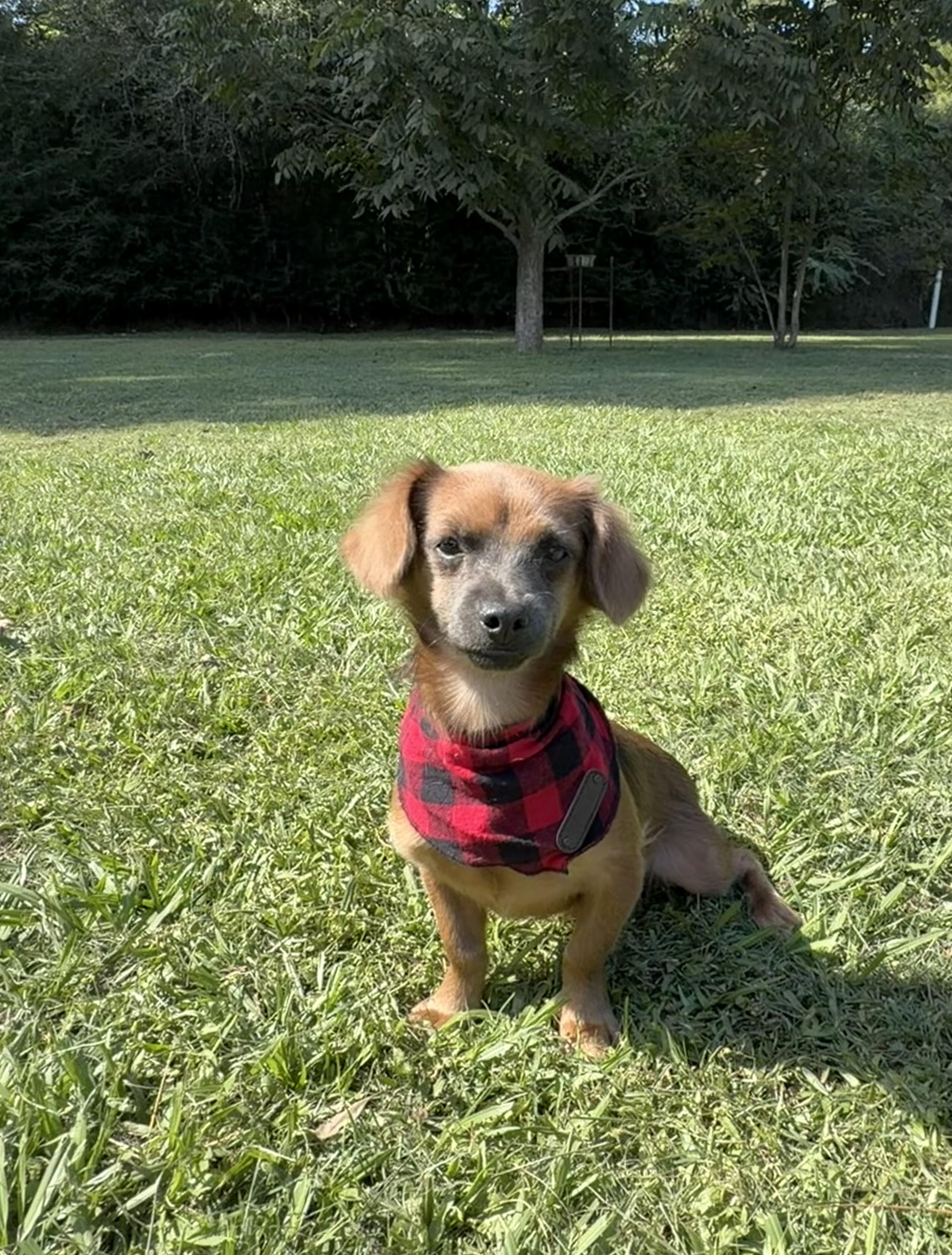 A young small-sized male Chiweenie dog named Chocolate for adoption in TOMBALL, TX