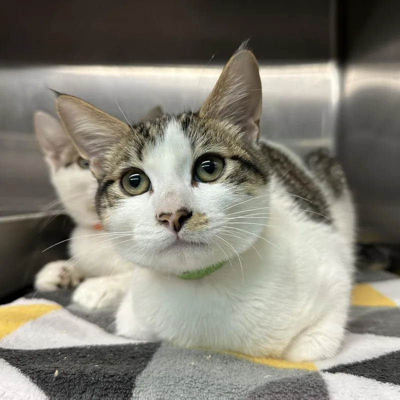 A baby medium-sized male White Domestic Short Hair cat named Figero for adoption in Spokane, WA