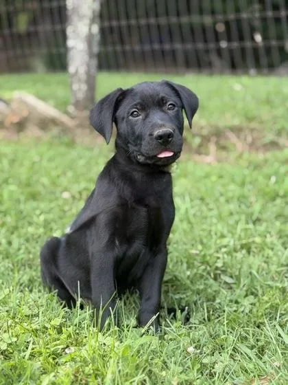 A baby large-sized male Labrador Retriever dog named Wendell for adoption in Malvern, PA