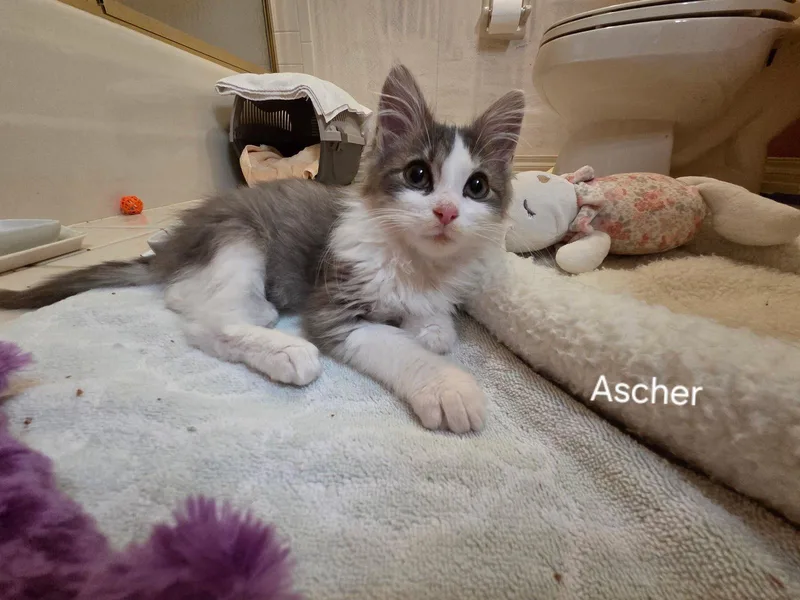 Ascher thumbnail 3