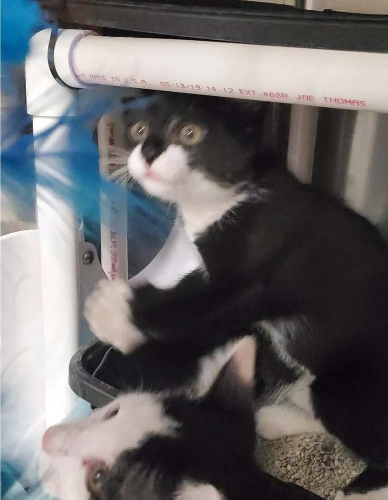 A baby small-sized male Domestic Short Hair cat named White Tip for adoption in Brighton, MI