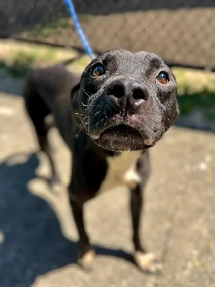An adult medium-sized male Pit Bull Terrier dog named Gator for adoption in New Orleans, LA