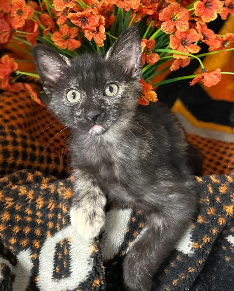 A baby small-sized female Domestic Short Hair cat named Mary for adoption in Stillwater, OK