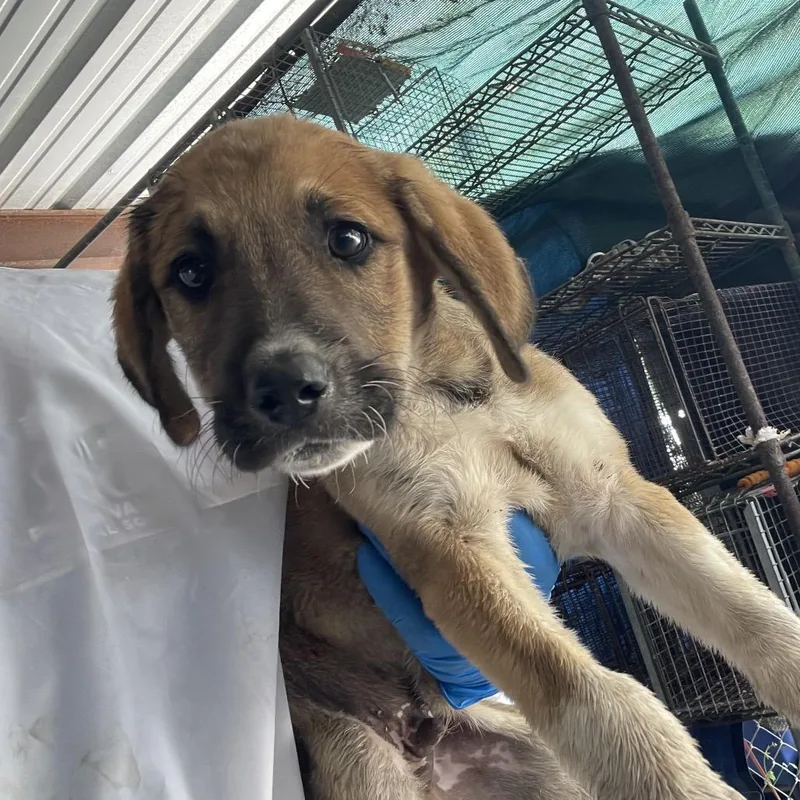A baby small-sized female Brown / Chocolate Shepherd dog named Tamale for adoption in Edinburg, TX