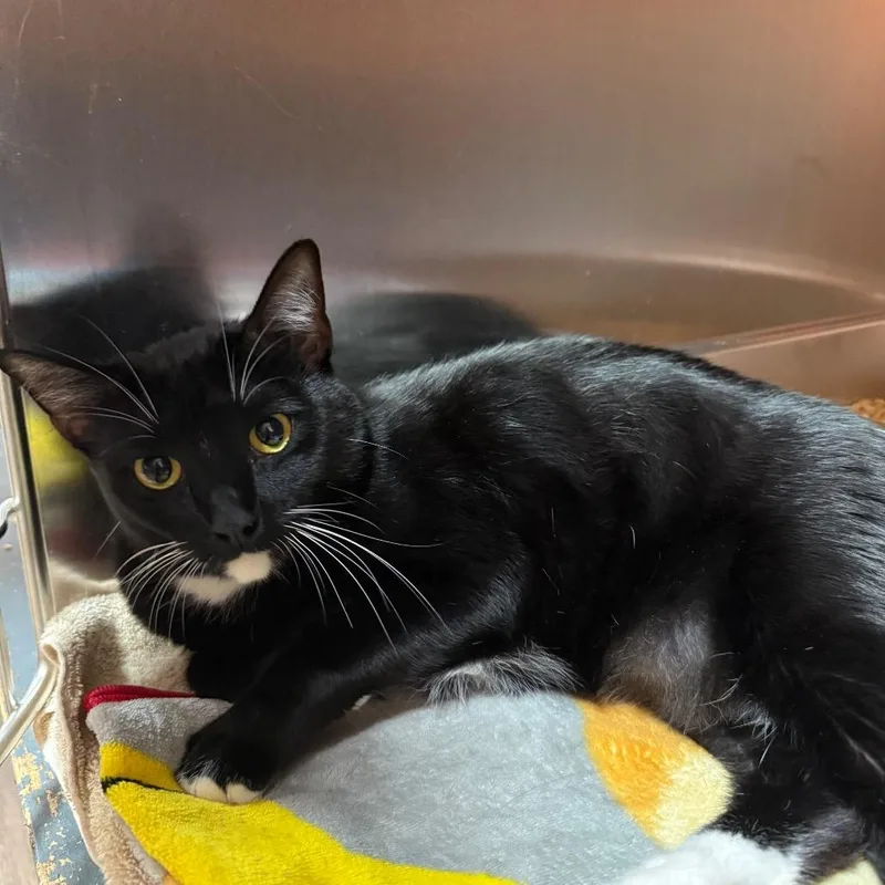 A young large-sized male Black Domestic Short Hair cat named Loki for adoption in Pensacola, FL
