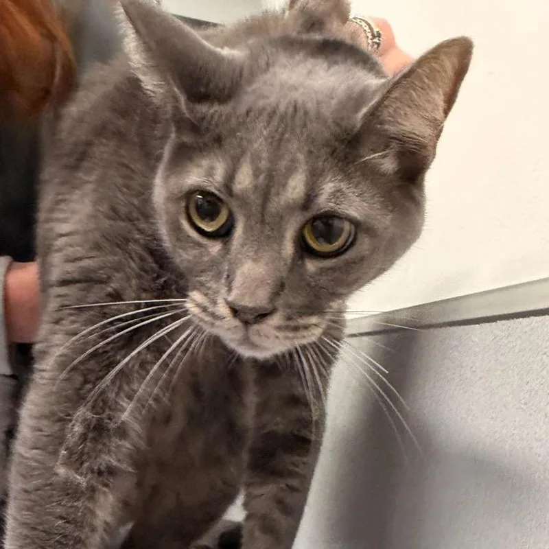 An adult large-sized male Gray / Blue / Silver Domestic Short Hair cat named Carbon for adoption in Tampa, FL