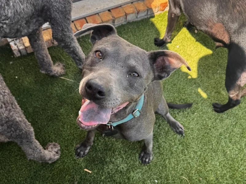 An adult medium-sized female Gray / Blue / Silver Labrador Retriever dog named Shyann for adoption in Mount Juliet, TN