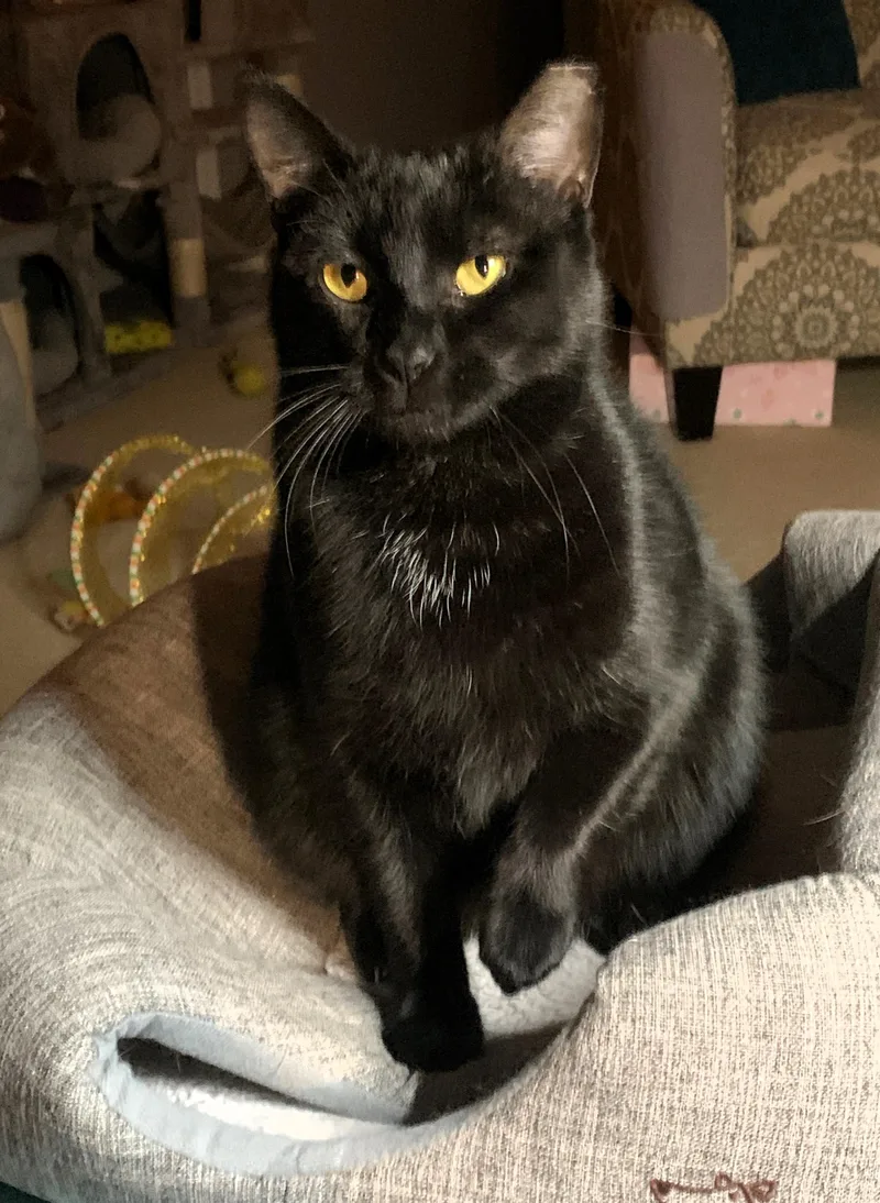 A young medium-sized female Black American Shorthair cat named Rae for adoption in Bonaire, GA