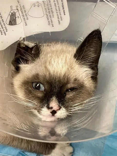 A baby small-sized male Domestic Short Hair cat named Mr Man for adoption in Long Beach, CA