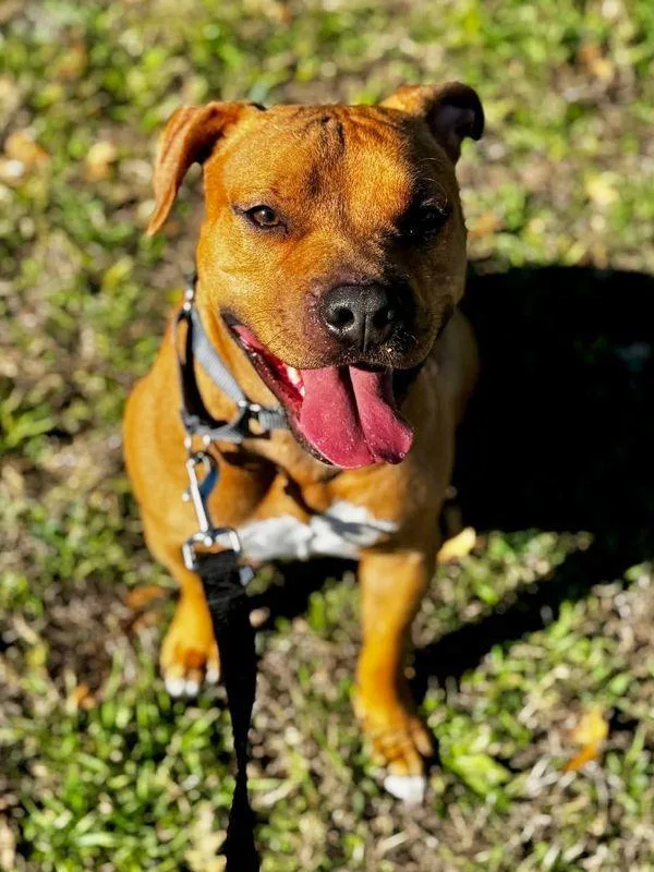 An adult medium-sized male Mixed Breed dog named Saul for adoption in Austin, TX