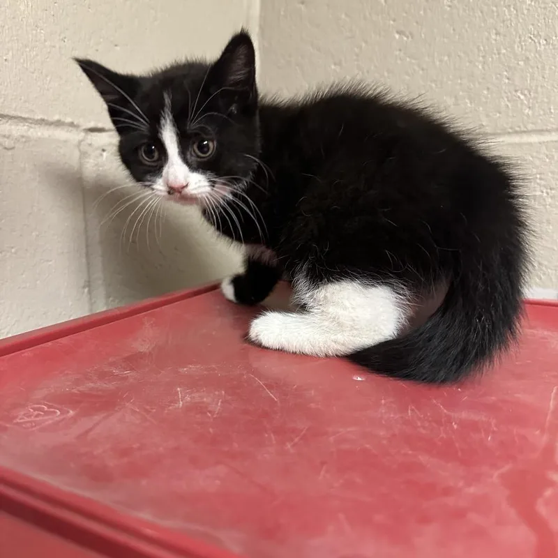 A baby small-sized female Black Domestic Short Hair cat named Alexandrite for adoption in South Haven, MI