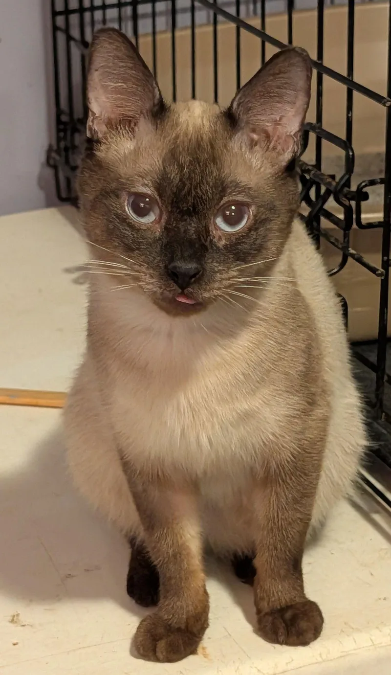 An adult medium-sized male Siamese cat named August for adoption in Pompano Beach, FL
