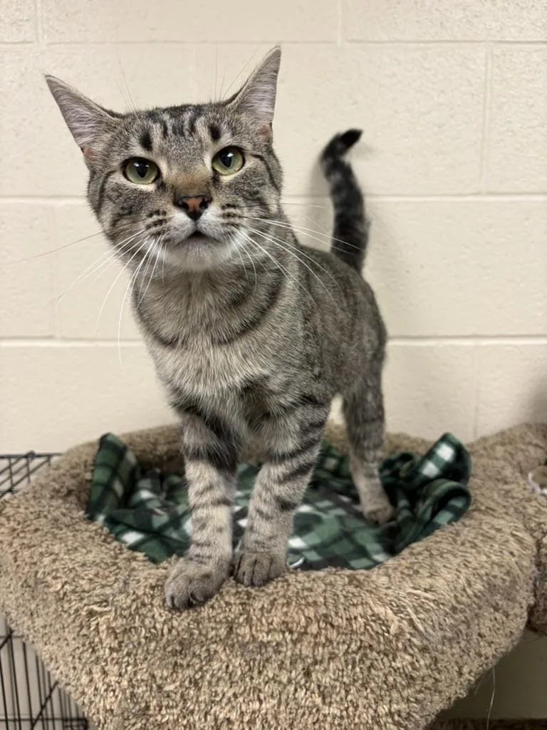 A young medium-sized female Tabby (Brown / Chocolate) Domestic Short Hair cat named Milly for adoption in Valparaiso, IN