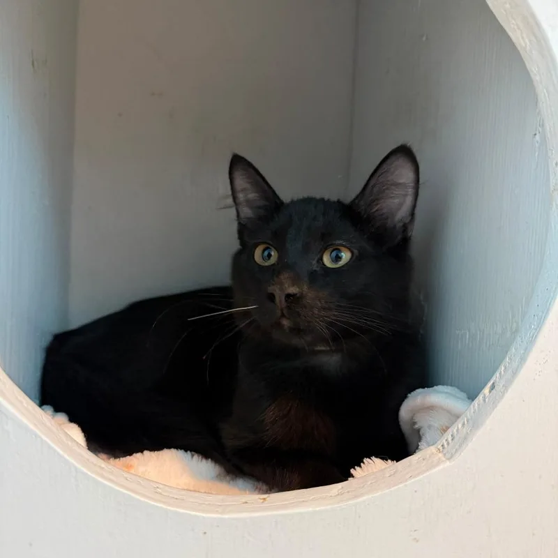 A baby small-sized male Black Domestic Medium Hair cat named Ronaldo for adoption in Hawthorne, CA