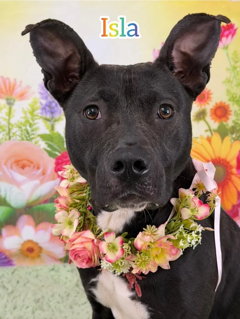 An adult medium-sized female Black Mixed Breed dog named Isla for adoption in Flint, MI
