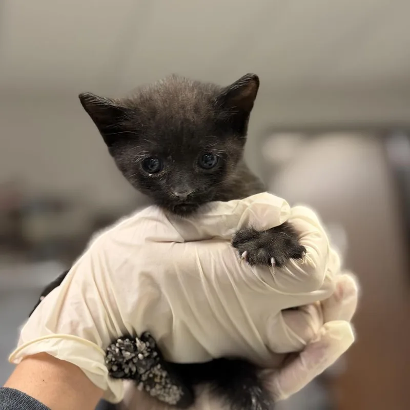 A baby small-sized male Black Domestic Short Hair cat named Rigatoni for adoption in Houston, TX