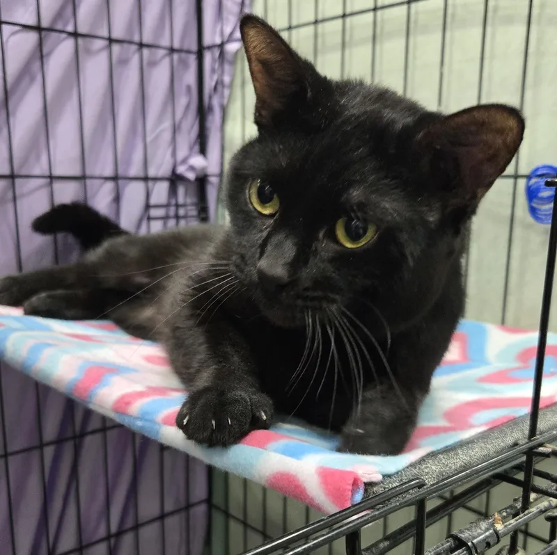 An adult medium-sized male Black Domestic Short Hair cat named Figaro for adoption in Mokena, IL